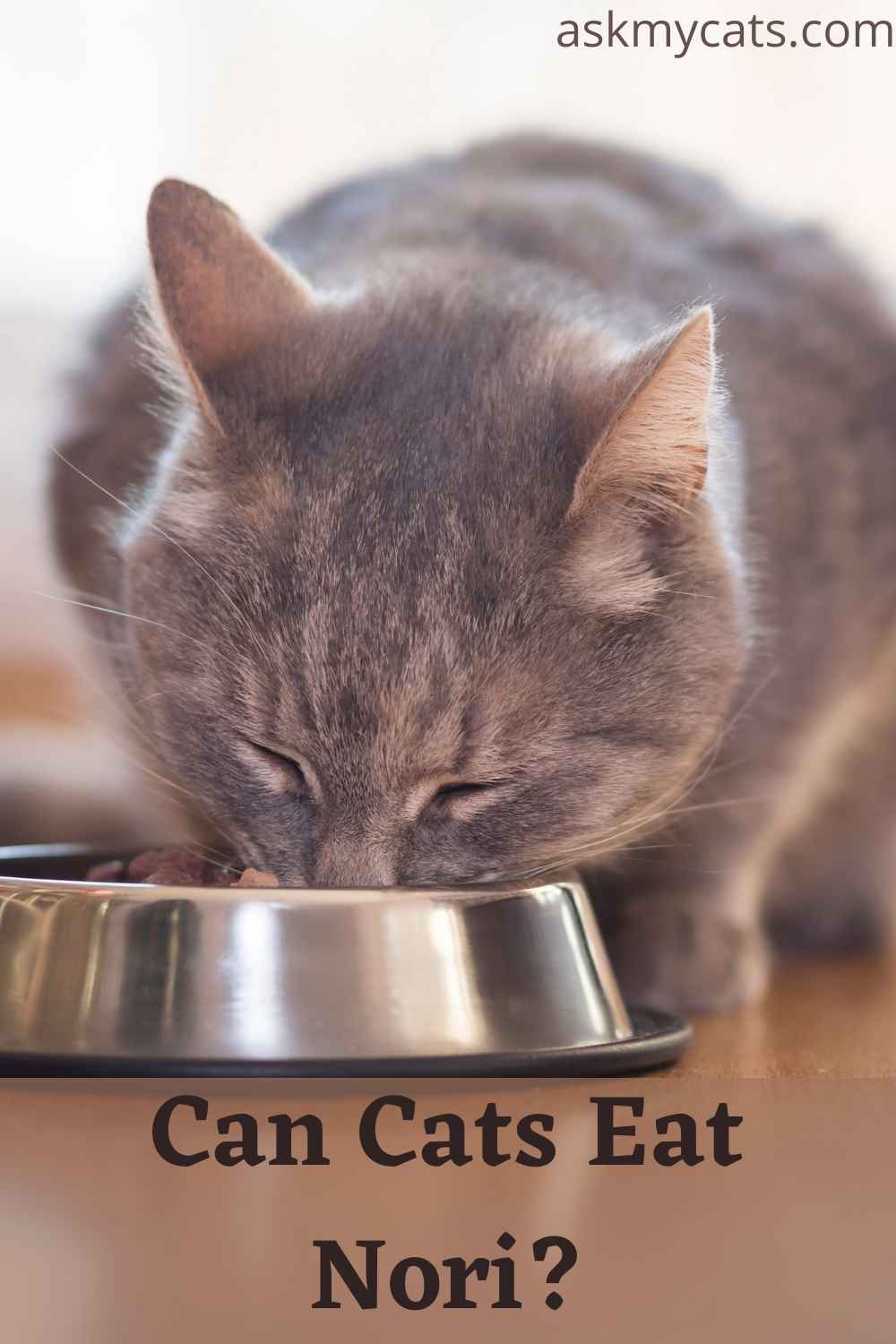 Can Cats Eat Seaweed? Is Seaweed Good For Cats?