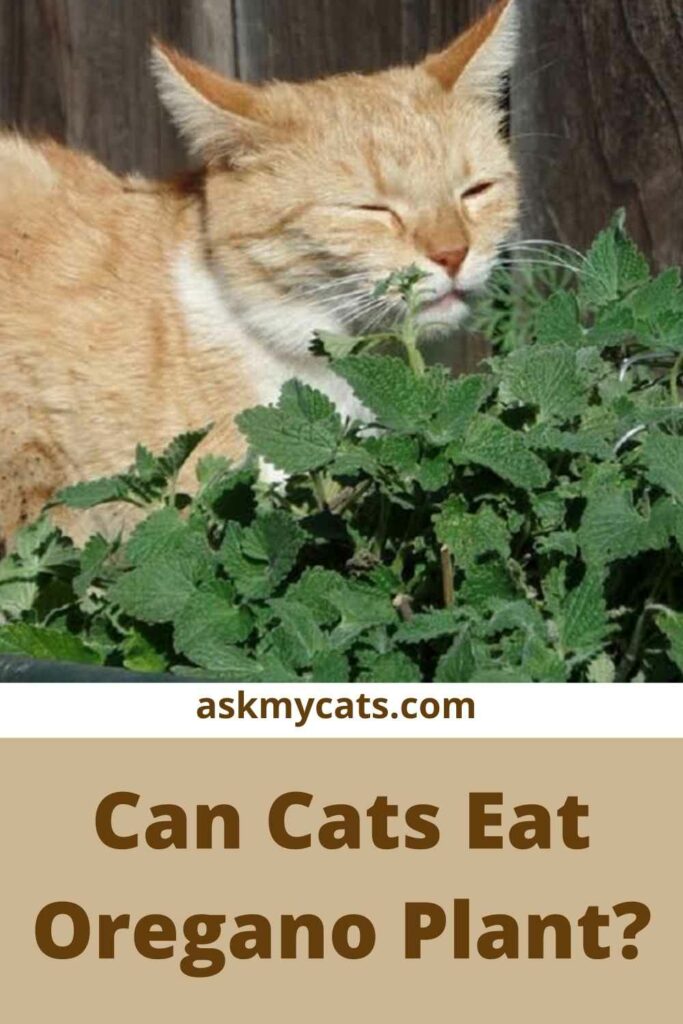 Can Cats Eat Oregano Plant?