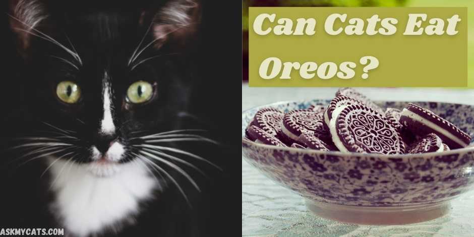 can cats eat Oreos?