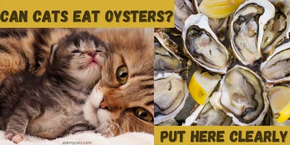 Can Cats Eat Oysters? 