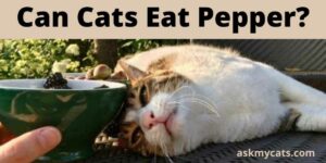 Can Cats Eat Pepper? Are Cats Allergic To Pepper?