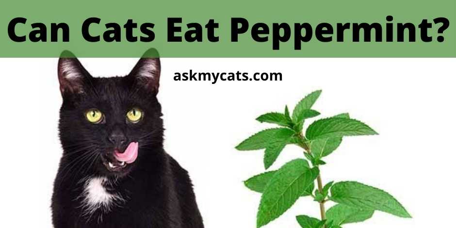 Can Cats Eat Peppermint Is Peppermint Toxic To Cats