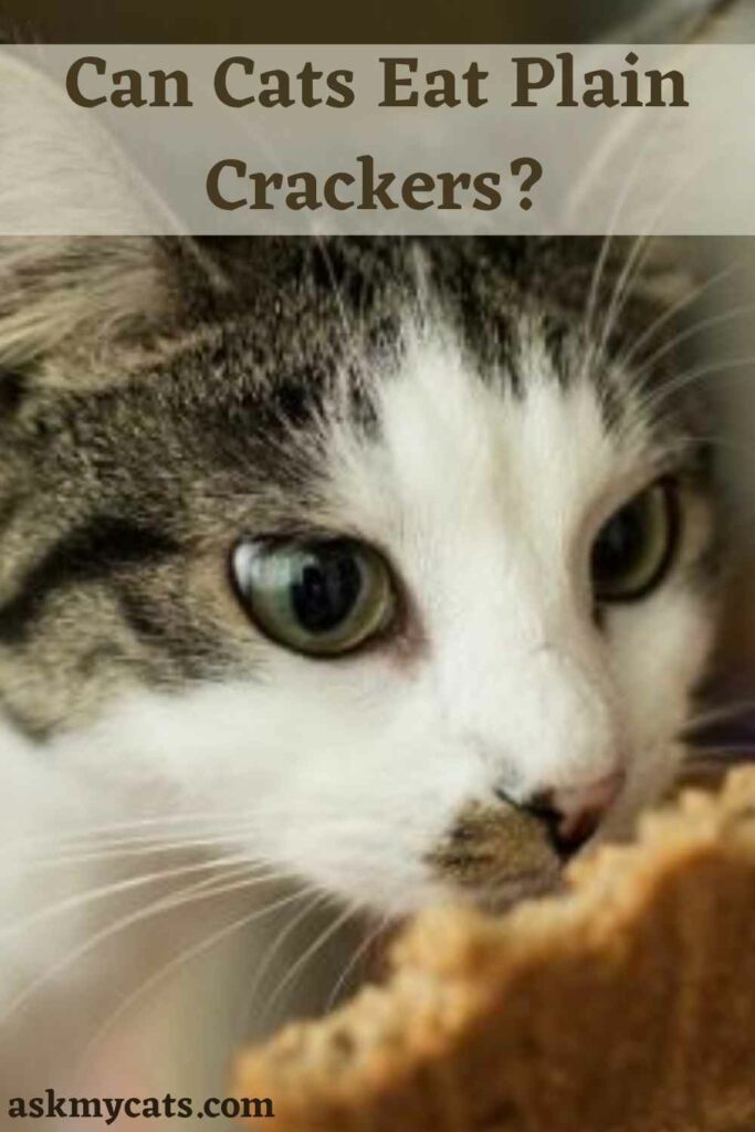Can Cats Eat Plain Crackers?