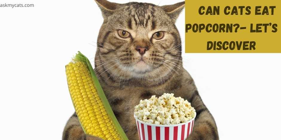 can cats eat popcorn? lets discover