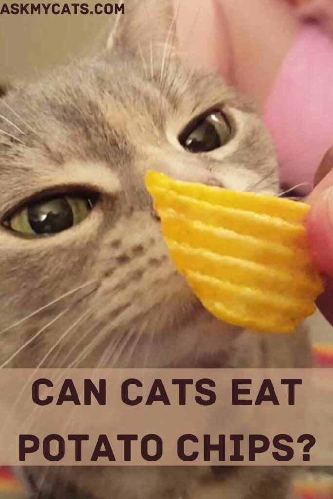 can french fries kill cats