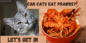 Can Cats Eat Prawns? Can Prawns Make A Cat Sick?