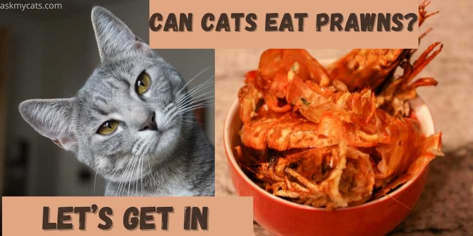 Are prawns on sale bad for cats