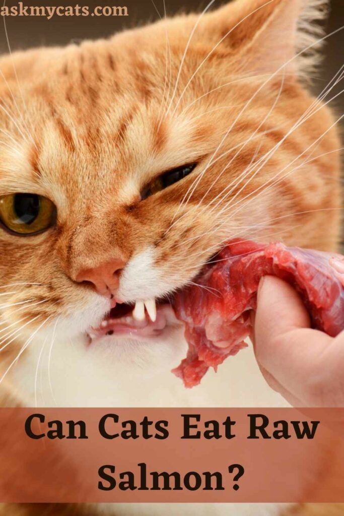 Can Cats Eat Raw Salmon?