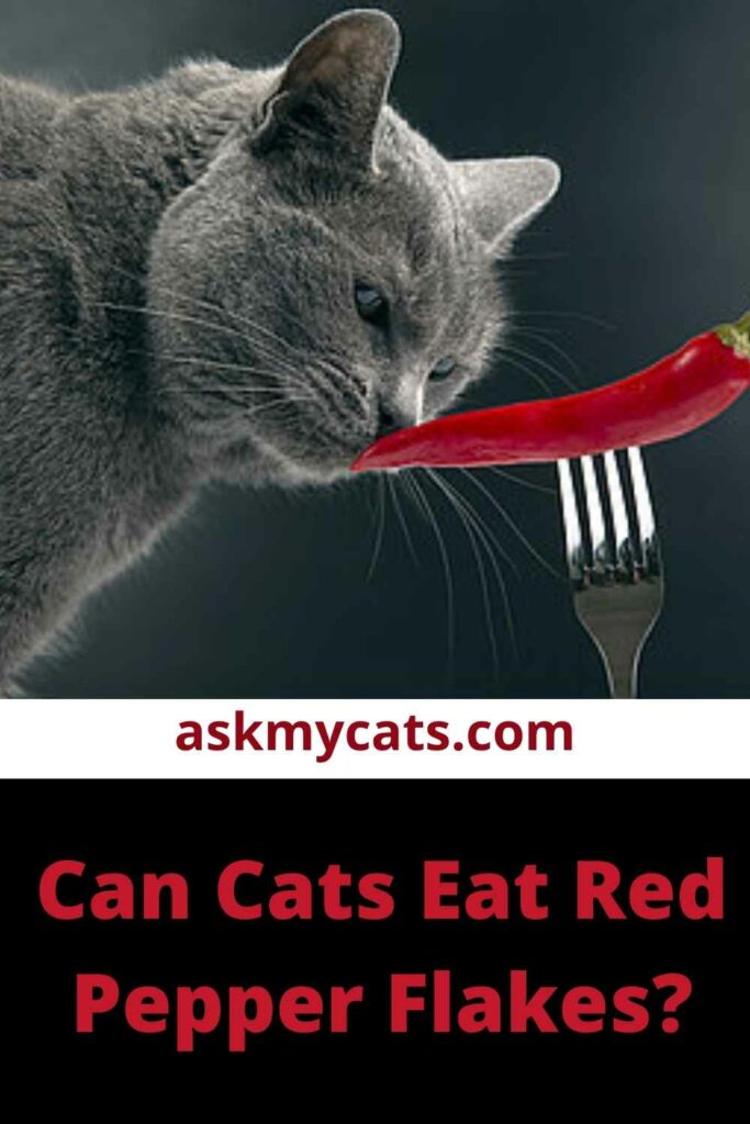 Can Cats Eat Bell Peppers? Are Bell Peppers Safe For Your Cat?