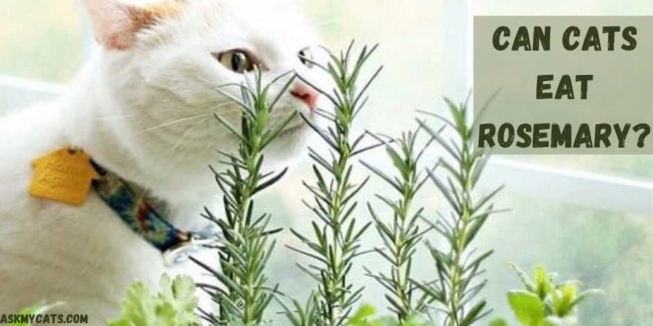 are rosemary plants poisonous to dogs and cats