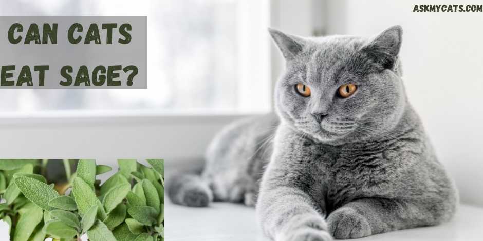 Can Cats Eat Sage?