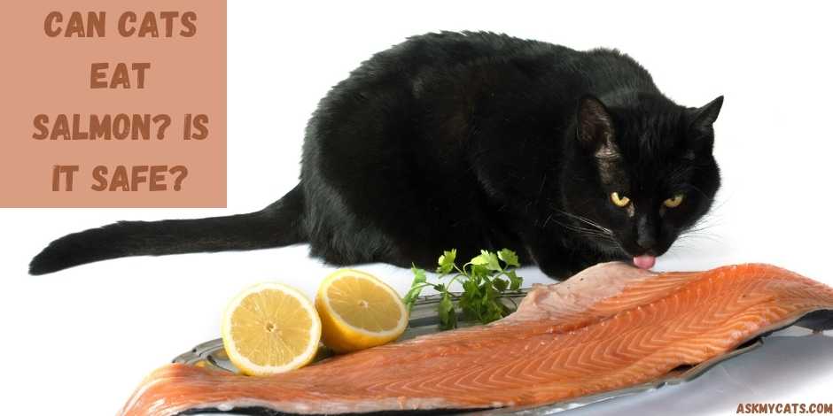 Can cat shop eat raw salmon