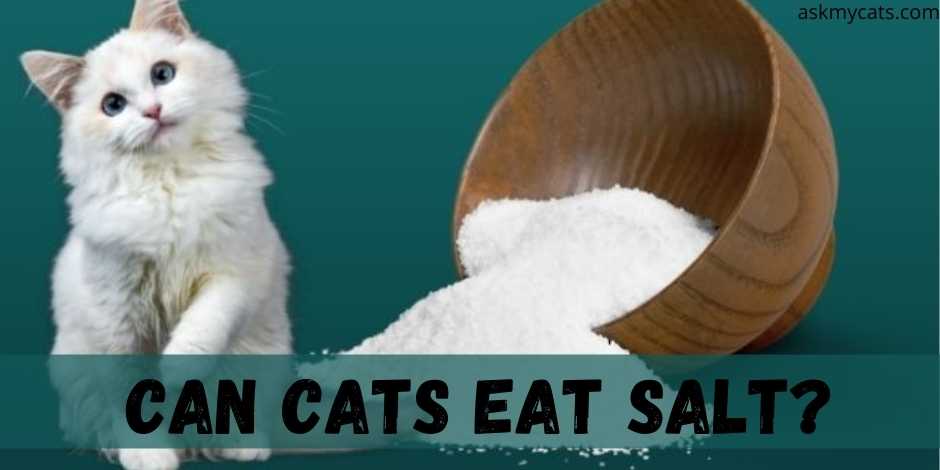 Can Cats Eat Salt?