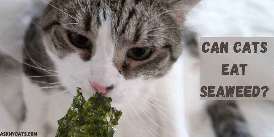 Can Cats Eat Seaweed?