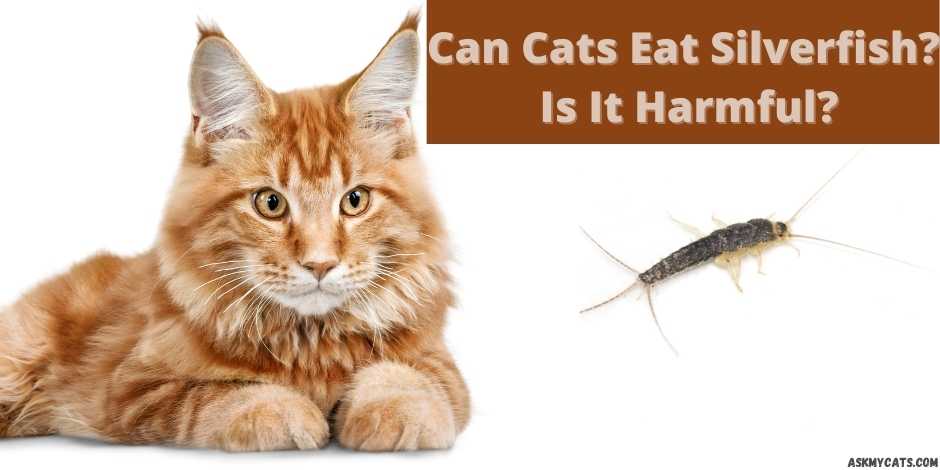can cats eat silverfish? is it harmful?