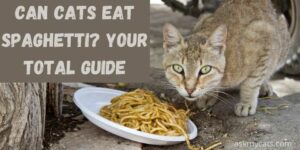Can Cats Eat Spaghetti? Your Total Guide