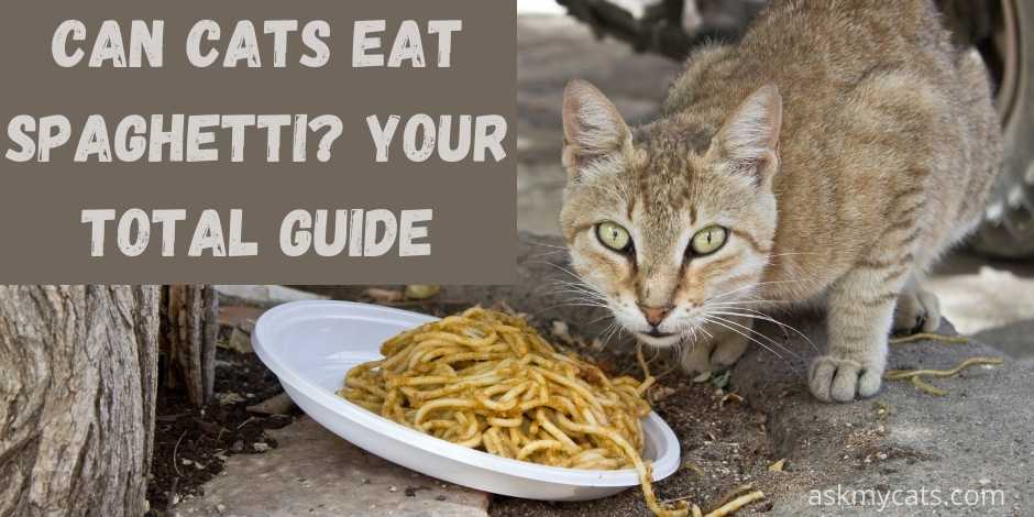 can cats eat spaghetti? your total guide