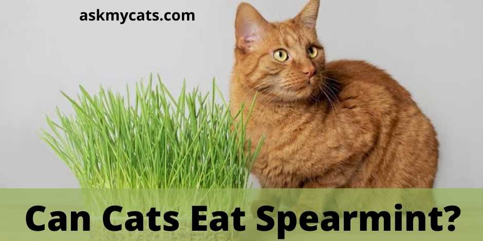 Can Cats Eat Spearmint?