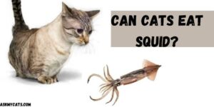 Can Cats Eat Squid? Can Cats Eat All Kinds Of Squid?