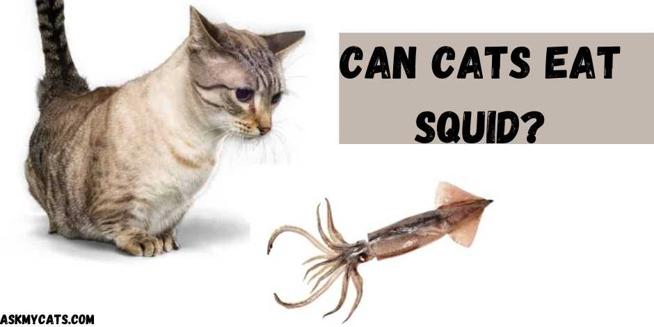 Can Cats Eat Squid?