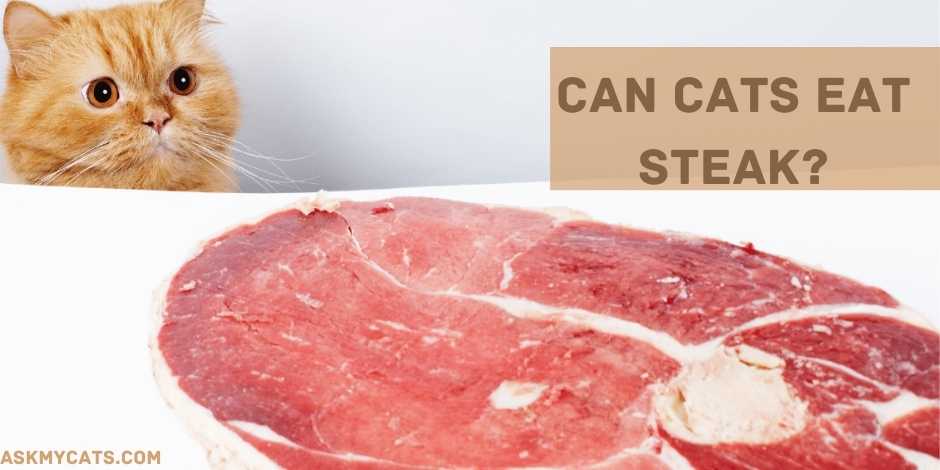 Can Cats Eat Steak?
