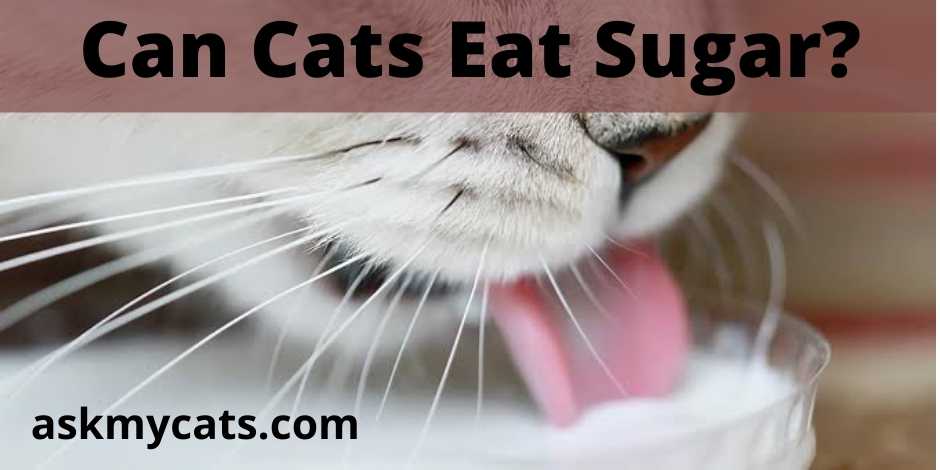 Are sweets outlet bad for cats