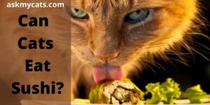 Can Cats Eat Sushi? Is Sushi Bad For Cats?