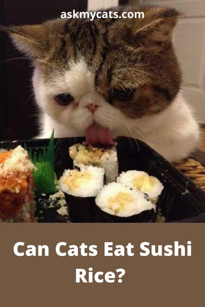 Can Cats Eat Sushi Rice?