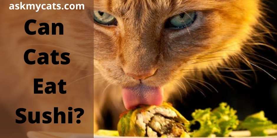Can Cats Eat Sushi?