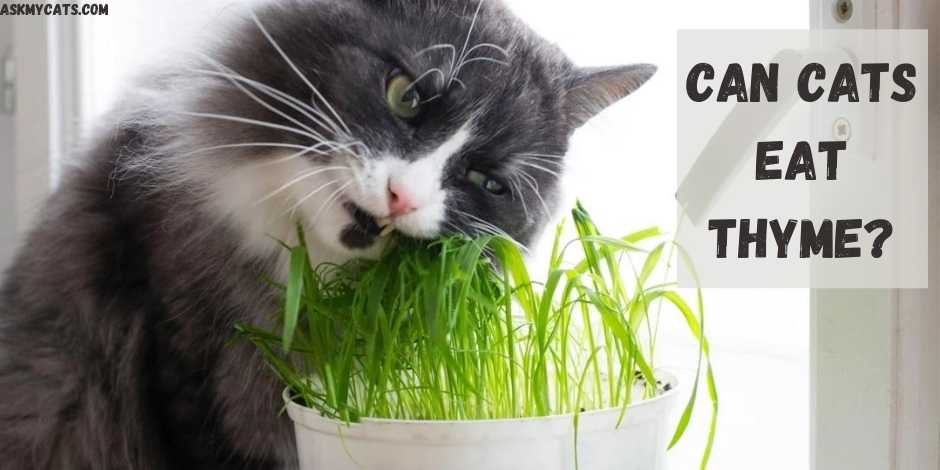 Can Cats Eat Thyme?