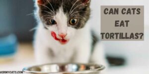 Can Cats Eat Tortillas? Is Tortilla Bad For Cats?