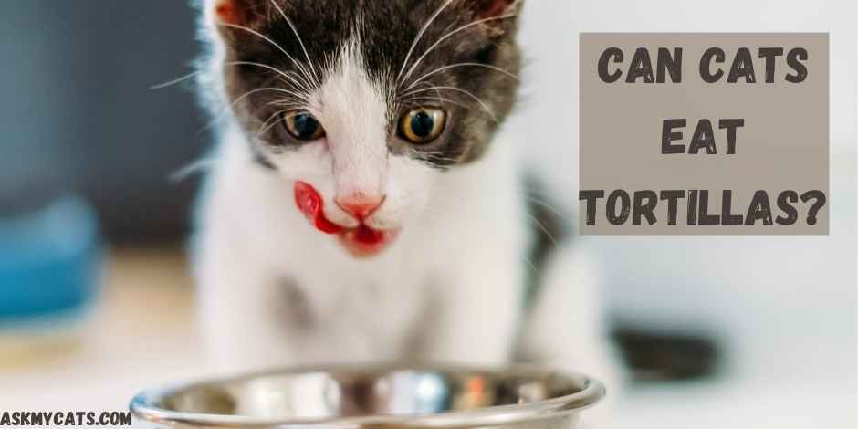 Can Cats Eat Tortillas?