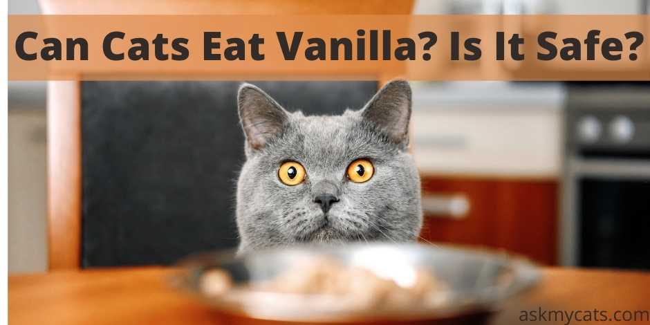 Can Cats Eat Vanilla? Is It Safe?