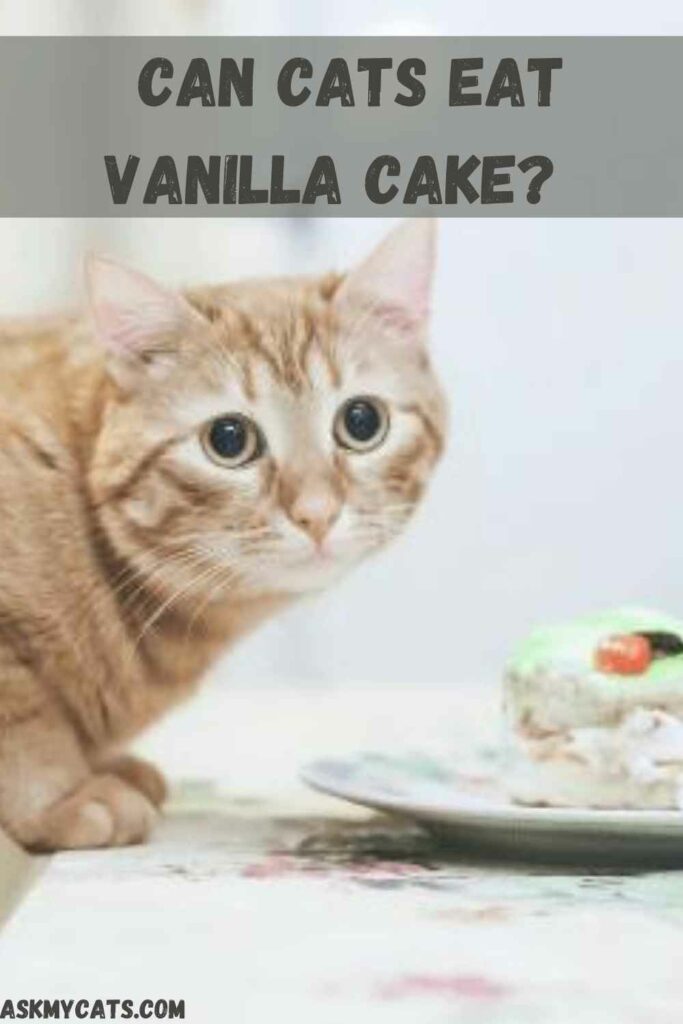  Can Cats Eat Vanilla Cake? 