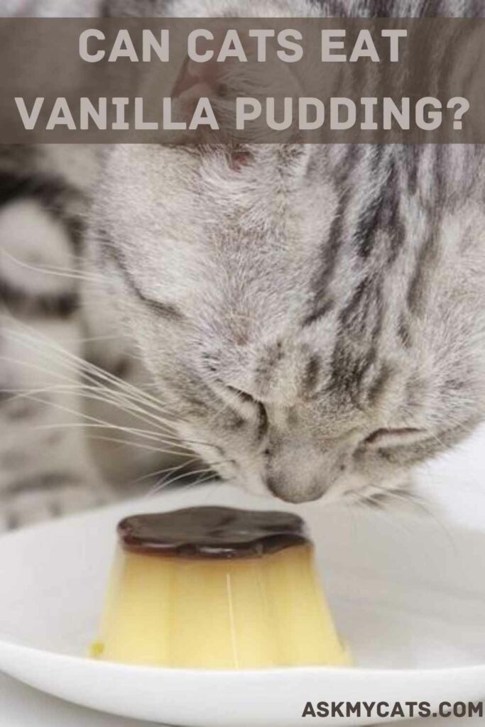 Can Cats Eat Vanilla Pudding?