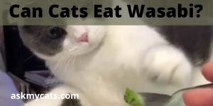 Can Cats Eat Wasabi? Can Wasabi Hurt Or Kill A Cat?