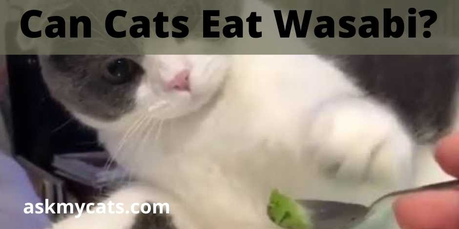 Can Cats Eat Wasabi?