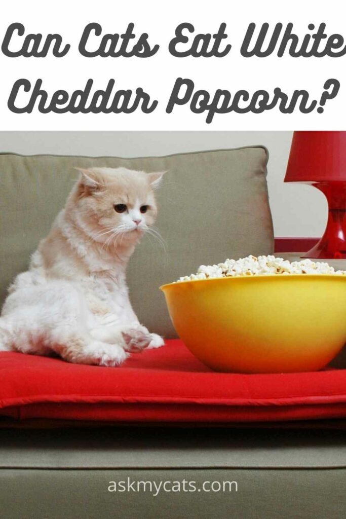 can cats eat white cheddar popcorn?