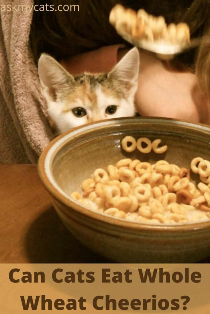 Can Cats Eat Whole Wheat Cheerios?