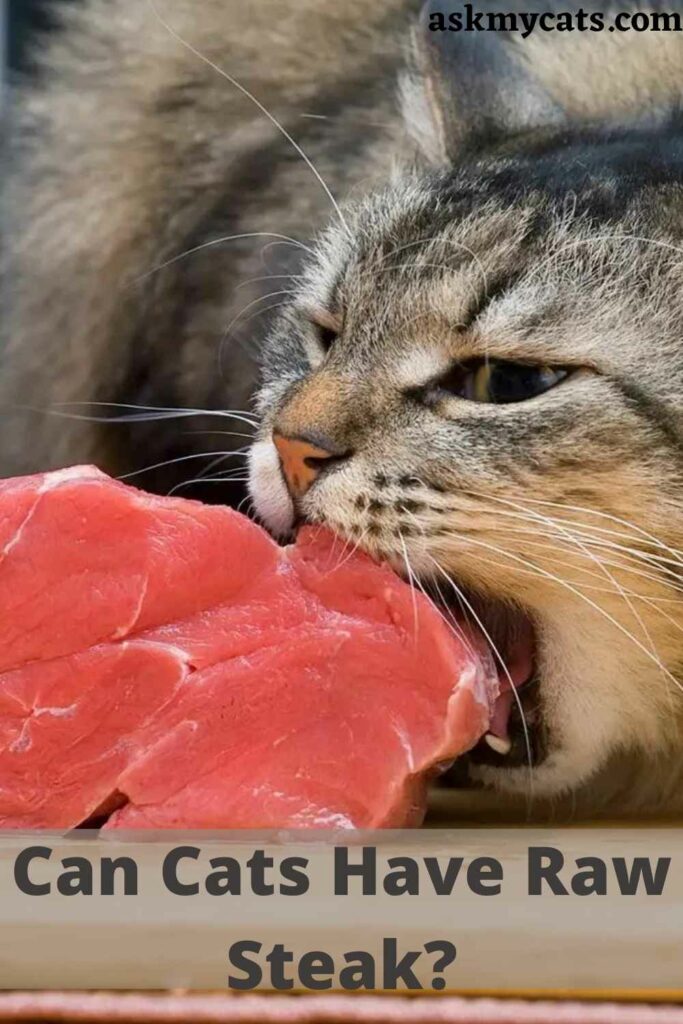 Can Cats Have Raw Steak?