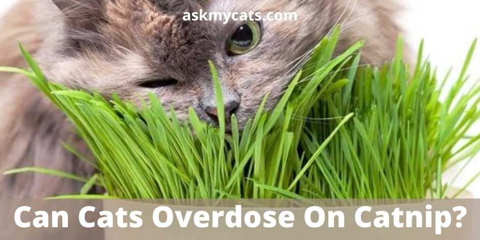 Can Cats Overdose On Catnip?