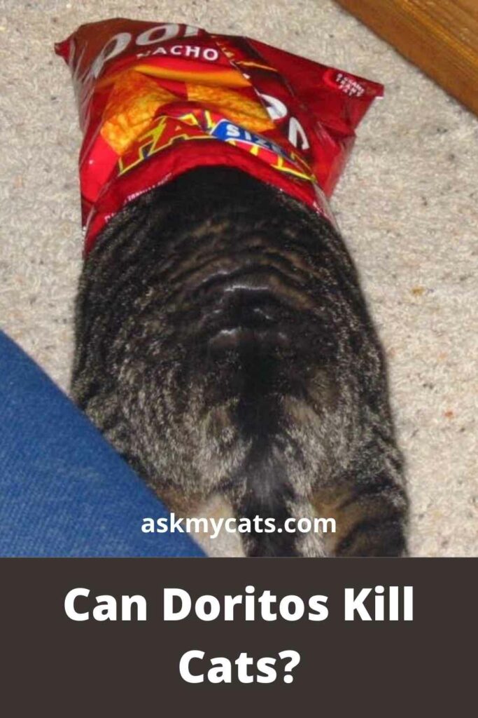 Can Doritos Kill Cats?