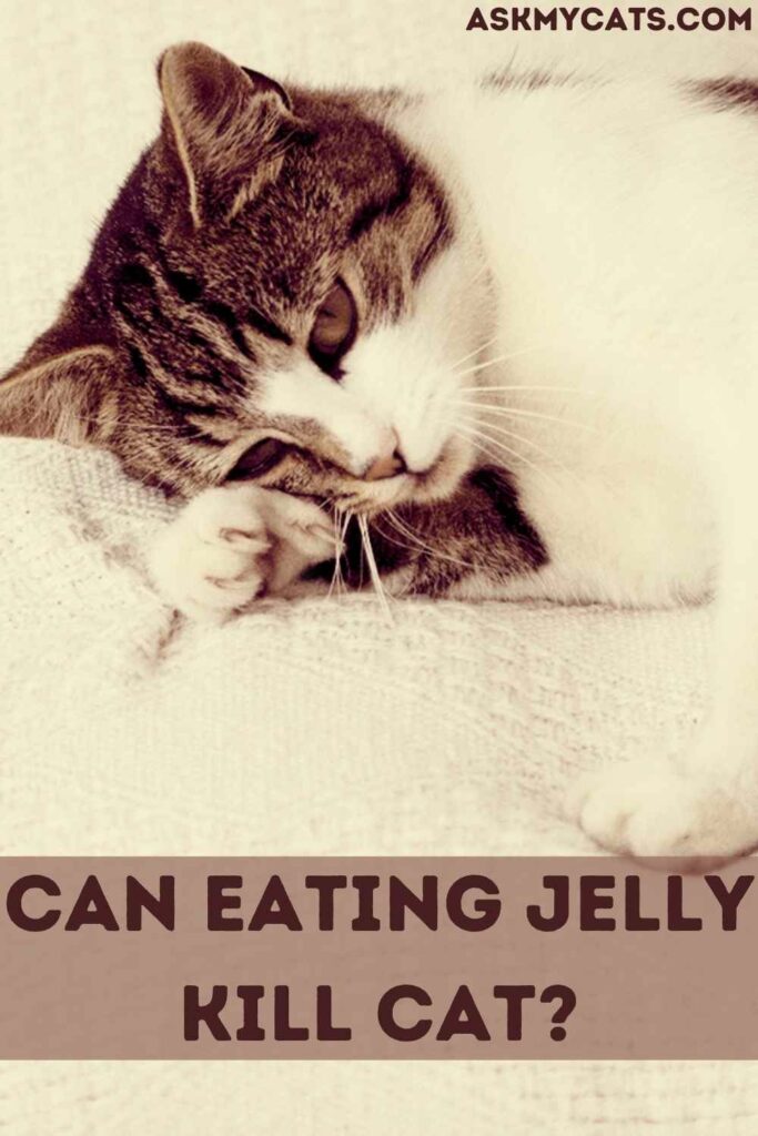 Can Cats Eat Jelly? Do Cats Like Jelly?