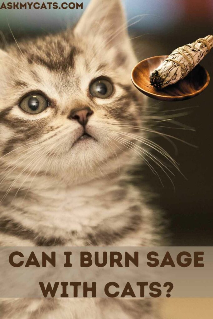 Can I Burn Sage With Cats?