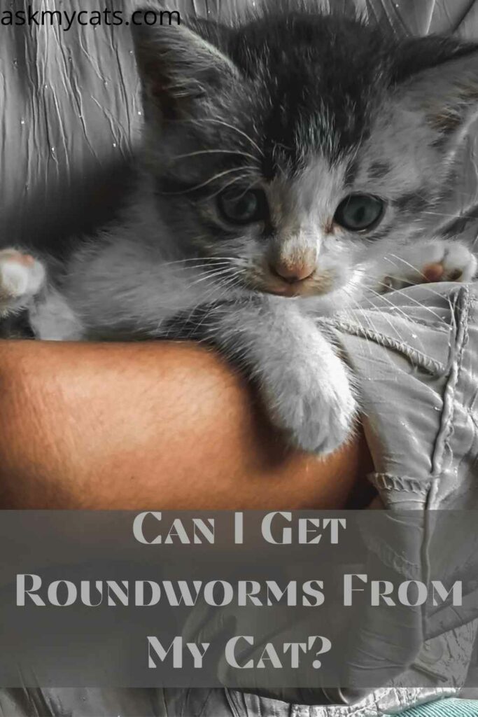 Can I Get Roundworms From My Cat?