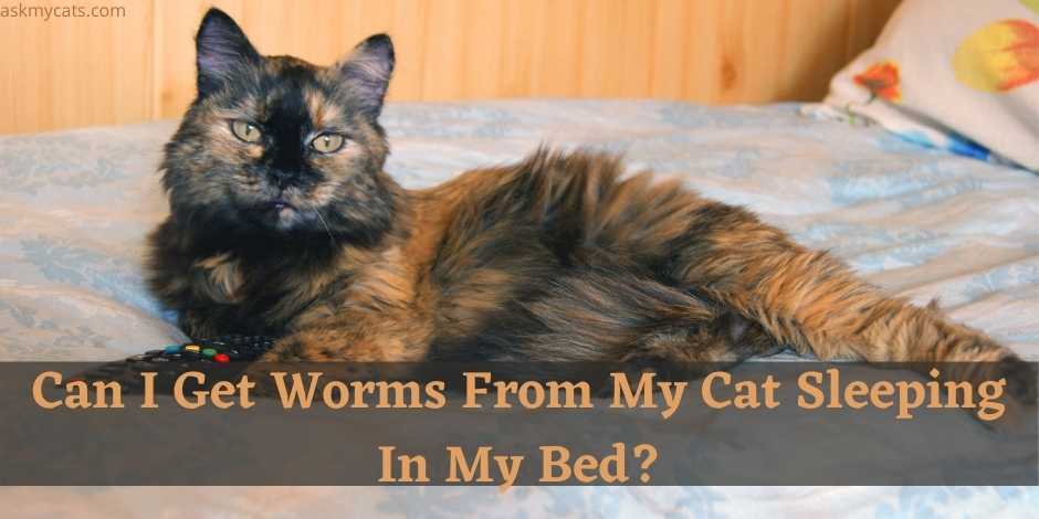 can dogs get worms from cats