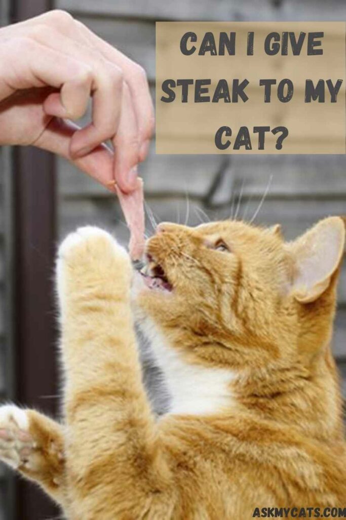 Can cats outlet eat steak