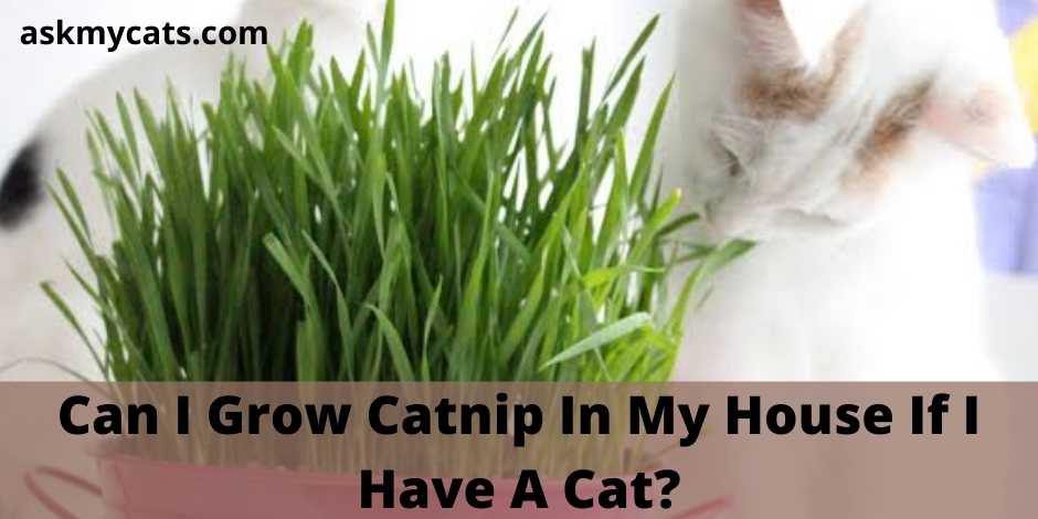 Can I Grow Catnip In My House If I Have A Cat?