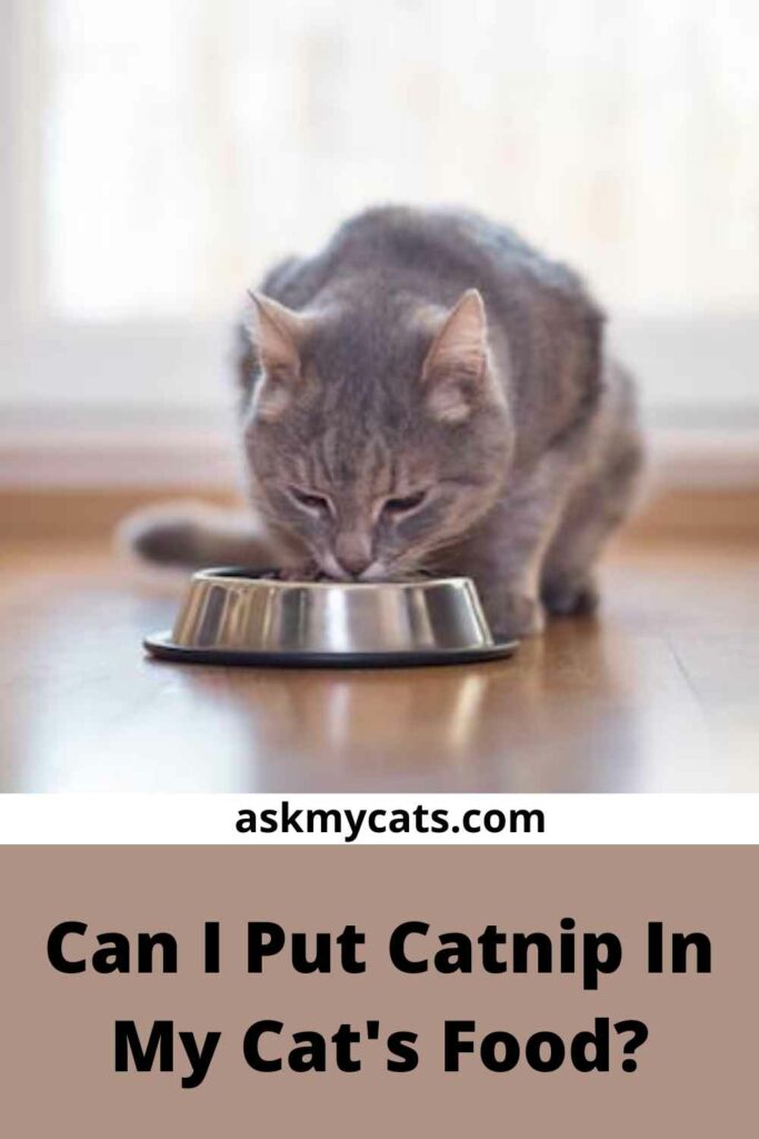 Can I Put Catnip In My Cat's Food?
