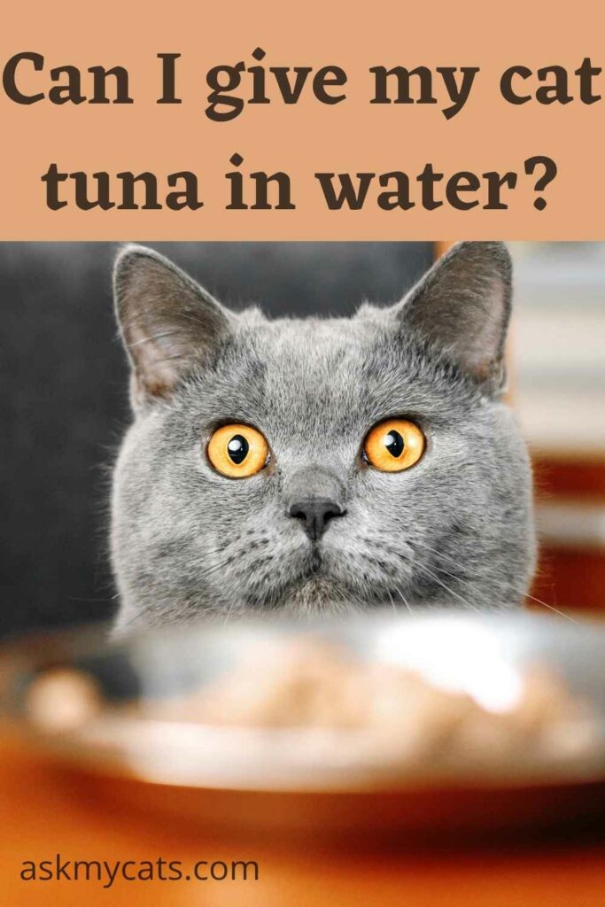 tuna in spring water for cats